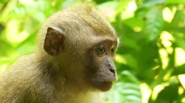 Close up of a young long-tailed macaque looking around curiously in a lush green jungle setting.