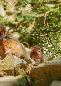 Snow Monkeys in Nagano, Japan