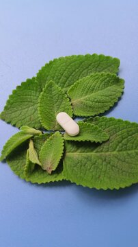 Naturopathy treatment naturopathic medicine supplement drug concept. Pills fall on green Ajwain, peppermint or spearmint leaves. Traditional herbal plant based cure or remedies.