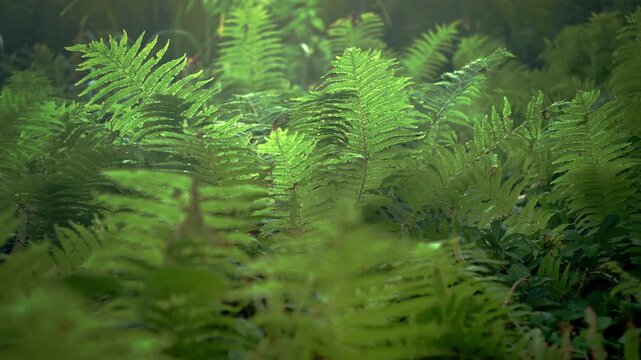 4K video with a smooth rack focus pull shifting from the distant background to the close foreground in lush green fern foliage under moody, misty lighting