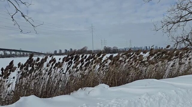 Dried reeds sway in the winter wind along a snow-covered riverbank with a city skyline and bridge in the background under a cloudy sky.