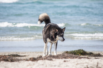 Black and White Siberian Husky Walking Along a Sunny Beach © kharzey