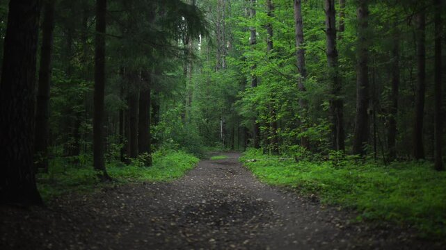 Forest path through dense green trees