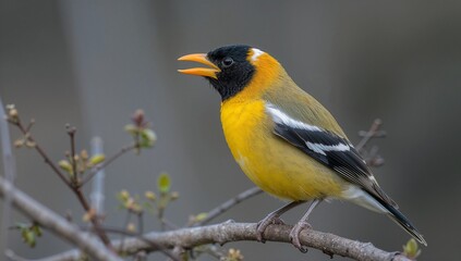 Obraz premium Evening Grosbeak Coccothraustes Vespertinus Colorful Songbird with Yellow Plumage