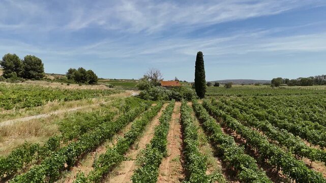 Vineyard Landscape in the Countryside. Explore the beauty of lush green grapevines under a bright blue sky. A tranquil setting for relaxation and inspiration.