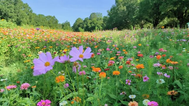 Dix Park wildflower field on a breezy day near downtown Raleigh, North Carolina
