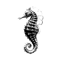 Vintage engraving illustration of a seahorse sea creature with seahorse wildlife engraving illustration monochrome historical engraved isolated background parchment creature hatching © JohnStock12