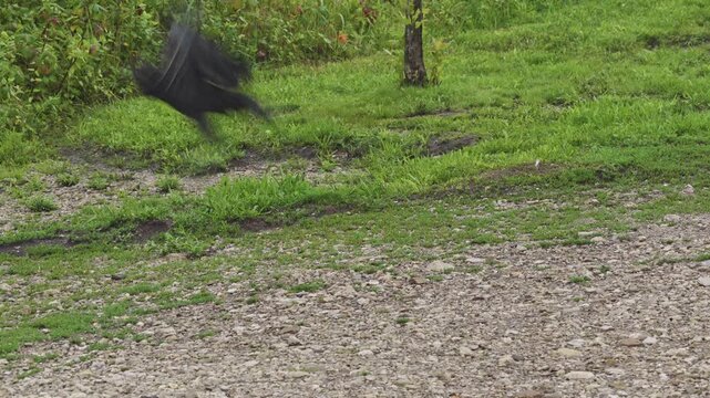 American black vulture and group of vultures birds standing along Ohio shoreline near Columbus, OH as their featherless heads stare and prey on water edge of Hoover Reservoir nature wildlife area 4k