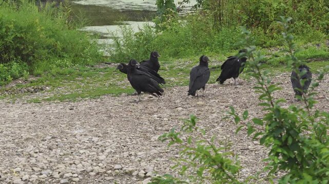American black vulture and group of vultures birds standing along Ohio shoreline near Columbus, OH as their featherless heads stare and prey on water edge of Hoover Reservoir nature wildlife area 4k