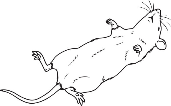Dead Rat or Mouse / Pest Control and Extermination Hand-drawn Sketch Drawing Vector Illustration, Line Linear Symbol Black and White Engraving, Isolated
