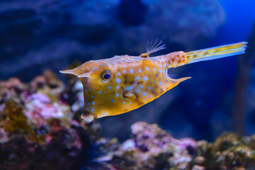 Longhorn cowfish © Oleg