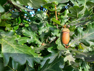 Ripe Acorn Hangs On Oak Tree © achpf