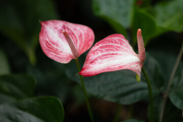 Nahaufnahme zweier rosa-weißer Flamingoblumen (Anthurium) mit charakteristischen Kolben vor dunklem, unscharfem grünem Laub im Gewächshaus. © Dominik