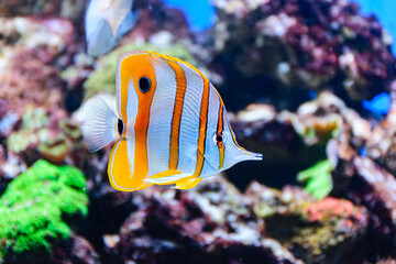 fish in aquarium © Oleg