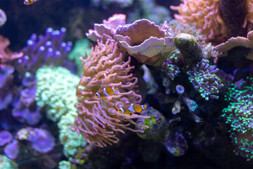 Zwei kleine orange-weiße Clownfische schwimmen geschützt in den Tentakeln einer Seeanemone, umgeben von bunten Korallen im Aquarium. © Dominik
