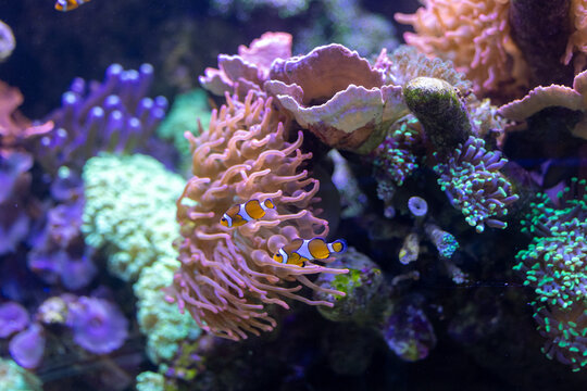 Zwei kleine orange-wei&szlig;e Clownfische schwimmen gesch&uuml;tzt in den Tentakeln einer Seeanemone, umgeben von bunten Korallen im Aquarium.