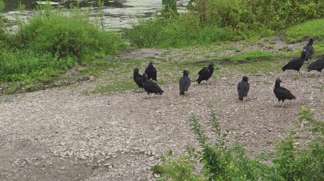 American black vulture and group of vultures birds standing along Ohio shoreline near Columbus, OH as their featherless heads stare and prey on water edge of Hoover Reservoir nature wildlife area 4k