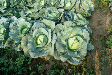 Obraz premium Close up top view of fresh green cabbage head growing in soil at agricultural farm in Malang East Java