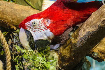 red macaw © Oleg