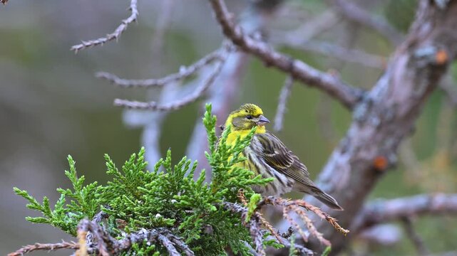 A colorful European Serin (Serinus serinus) perched naturally on a green pine branch, looking around in its peaceful wild habitat.