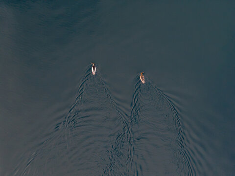 Aerial view of two birds swimming in dark water creating ripples and wakes in Valldal, More og Romsdal, Norway.