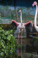 pink flamingo in the water © Oleg