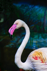 the head of a pink flamingo © Oleg