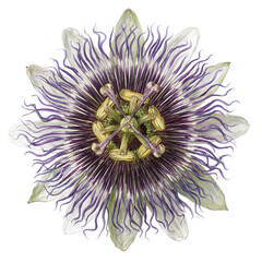 Naklejka premium Passion flower blossom exotic botanical isolated on a transparent background for creative nature themed graphic design projects