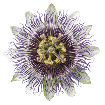 Passion flower blossom exotic botanical isolated on a transparent background for creative nature themed graphic design projects