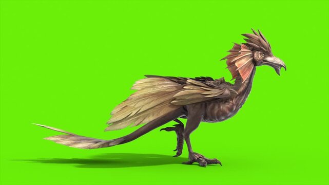 Green Screen Archaeopteryx Walkcycle Side Loop Dinoasaurs 3D Rendering Animation CGI 4K