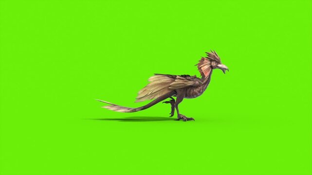 Green Screen Archaeopteryx Walks Side Dinoasaurs 3D Rendering Animation CGI 4K