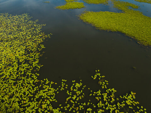 Aerial view of aquatic vegetation and lily pads floating on the calm surface of a lake in Grutas, Alytus County, Lithuania.