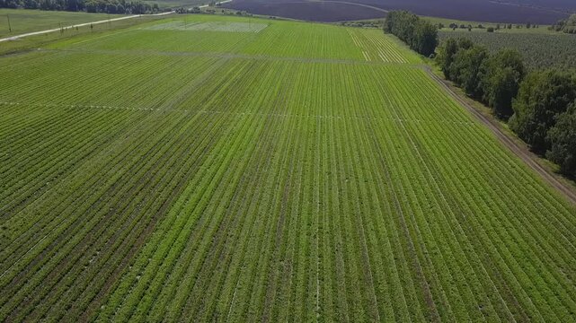 High orbit above strawberry farm fields
