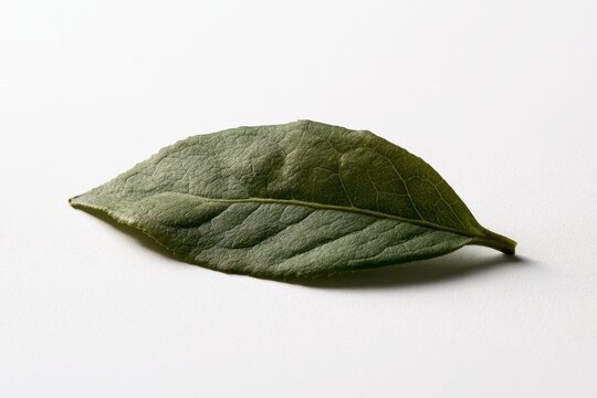 Minimalist close-up of a tea leaf on a clean white surface