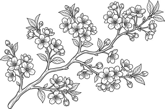 Blooming cherry blossom branch with delicate flowers in black and white coloring page