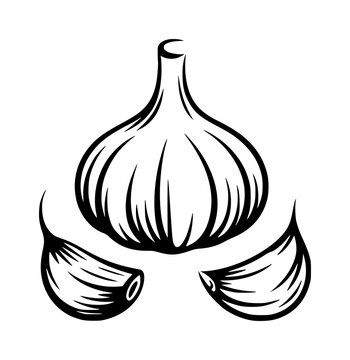 A minimalist black and white line of a whole garlic bulb with two separate cloves isolated