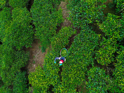 Aerial view of a worker harvesting tea leaves in the lush green Tea Gardens in Bandung, West Java, Indonesia.