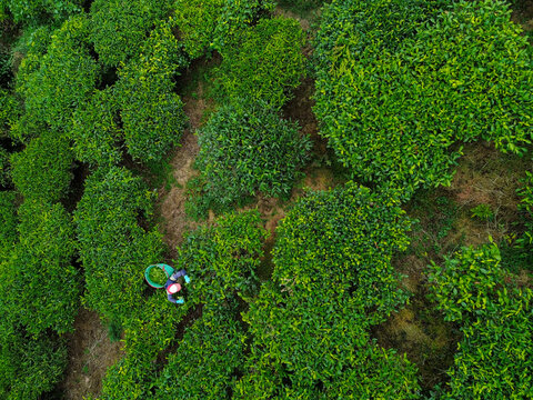 Aerial view of a tea worker harvesting leaves in the lush green Tea Gardens in Bandung, West Java, Indonesia.
