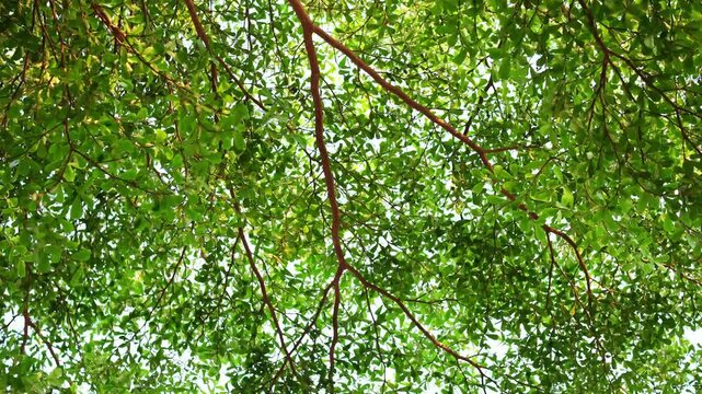 Green Tree Canopy Swaying in the Wind with Dense Foliage and Intertwining Overhead Branches