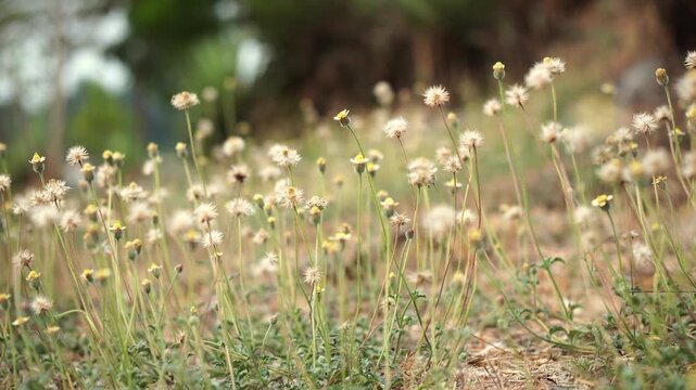A field of Tridax procumbens flowers swaying in the gentle breeze. Delicate Wildflowers And Seedheads In A Sunlit Meadow Field With Shallow Depth Of Field