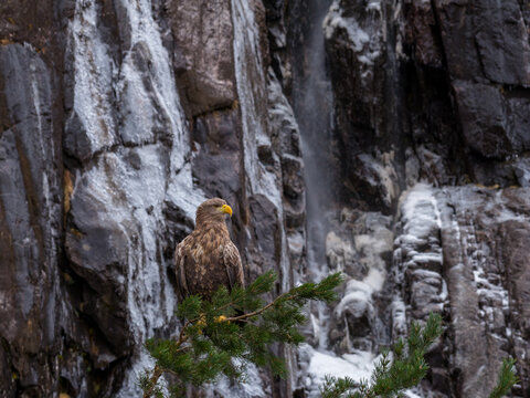 Aerial view of a white-tailed eagle perched on a pine branch in front of a frozen waterfall on a dark rock face in Valldal, More og Romsdal, Norway.
