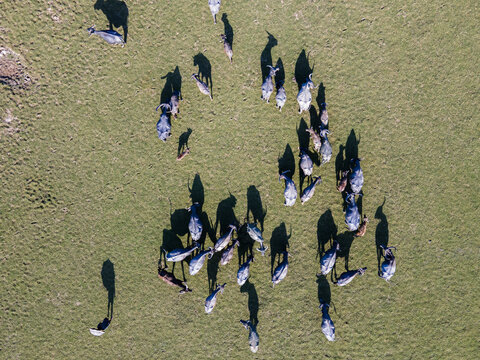 Aerial view of a herd of buffalo grazing on a green pasture in Bangladesh.
