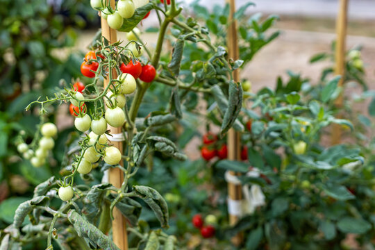 Ripening Cherry Tomatoes Growing in Garden. Clusters of red and green cherry tomatoes ripening on leafy garden plants supported by bamboo stakes.