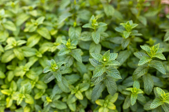 Fresh Mint Leaves Growing in Garden. Fresh green mint plants with textured leaves and new shoots growing densely in a garden.