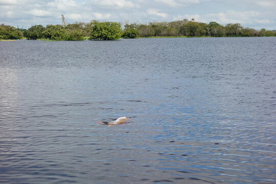 Pink river dolphin emerge from surface of Rio Negro in Manaus. Inia geoffrensis species, boto