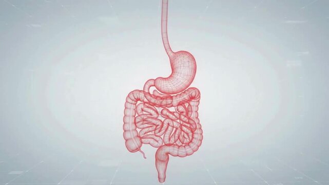 3D medical animation of human gastrointestinal tract rotating in a digital X ray style Rotating 3D model of the human digestive system in a medical X ray style.