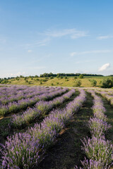 Naklejka premium A vibrant lavender field stretches under a clear blue sky in the summer sun