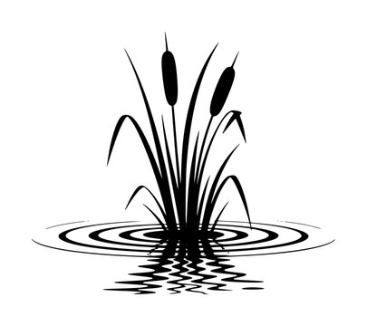 Minimalist black silhouette of cattail plants growing in water with circular ripples isolated on white background