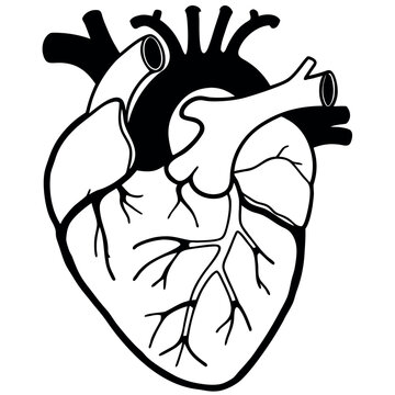 Detailed Human Heart Anatomy Vector Illustration Medical Anatomical Cardiac Organ Drawing in Vintage Engraving Style for Tattoo, Sketch, Outline, Design, and Educational Art