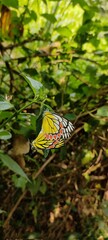 A vibrant yellow butterfly rests on lush green foliage in a natural outdoor setting during daylight © SHOEBAKTER